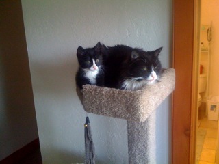 pets